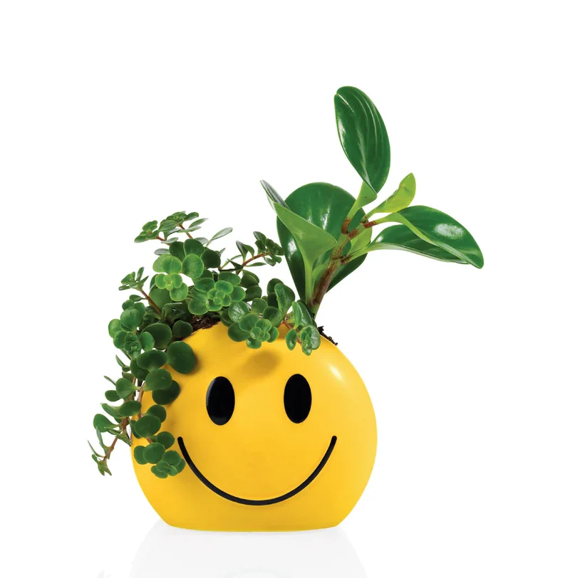 MOOD POT SUNSHINE