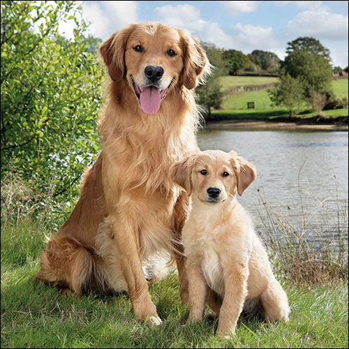 TOVAGLIOLI CARTA GOLDEN RETRIVER CANE 13312895 666