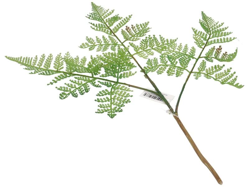 Felce verde